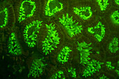 Green fluorescing polyps of Favites sp.hard coral, polyps extended and feeding. A non fluorescing transparent shrimp can be seen in the upper part of the image.