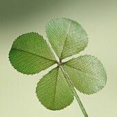 a traditional good luck symbol, the four leaf clover.