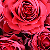 beautiful red roses.