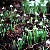 beautiful snowdrops first signs of spring.