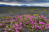 Dwarf Fireweed or River Beauty Willowherb (Chamerion latifolium) in volcanic ground. Iceland, Europe.