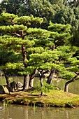 Gärten, Kinkakuji-Tempel, Der Goldene Pavillon, Rokuon-ji-Tempel, Kyoto, Japan.