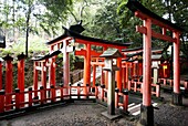 Toriis, Fushimi Inari Shrine, Kyoto, Japan.