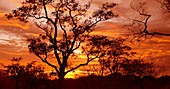 Sunset by Moremi Game Reserve, Botswana