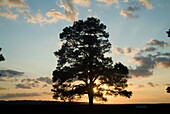tree at sunset at Jamestown, Virginia.