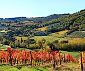 italy, tuscany, chianti zone, vineyard.