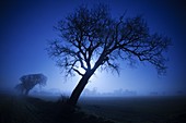 Farmland Oaks & Rising Moon Norfolk December