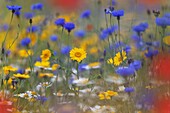 Corn Marigold, Corn flower,Corn Chamomile,and Poppies in Meadow