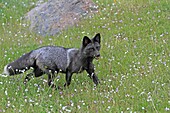 Silver Fox  Silver colour  Vulpes vulpes  Order: Carnivora Family: Canidae.