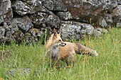 Red Fox  Vulpes vulpes  Order: Carnivora Family: Canidae.