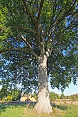 France , Ile et Vilaine , La Noë , Pedunculate Oak or English oak  Quercus robur  , more than 200 tears old.