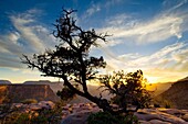 Sunset light behind pine tree on top of cliff at Toroweap, Grand Canyon National Park, Arizona