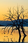 Birds and barren trees at sunset at the Salton Sea, Imperial Valley, California