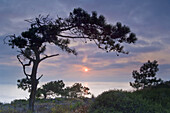 Torrey Pine Tree, Pinus torreyana, and sunset over the ocean at Razor Point, Torrey Pines State Reserve, San Diego, California.