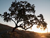 Oak tree at sunrise near Paso Robles, California, USA