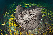 Schwarzpunkt_Stechrochen, Taeniura meyeni, Ellaidhoo Hausriff, Nord Ari Atoll, Malediven, Blotched Fantail Stingray, Taeniura meyeni, Ellaidhoo House Reef, North Ari Atoll, Maldives