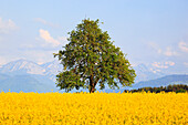 agrarian, tree, mountain, mountains, mountain panorama, pear tree, pear, light bulb, pears, light bulbs, blossom, flourish, flower splendour, field, flora, spring, sky, pomes, agriculture, nature, fruit, fruit_tree, Oetwil am See, plant, Pyrus domestica, 