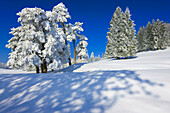 Saint Brais, Switzerland, Europe, canton Jura, trees, snow, hoarfrost, cold, winter, shade