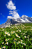 Eiger und Mönch mit Eisenhutblättriger Hahnenfuss, Berner Oberland, Schweiz