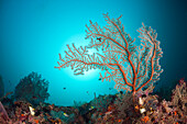 Sea Fan in Coral Reef, Raja Ampat, West Papua, Indonesia