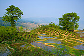 Yuanyang, China, Asia, rice terraces, growing of rice, rice fields, agriculture, water, trees, spring
