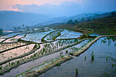 Yuanyang, China, Asia, rice terraces, growing of rice, rice fields, agriculture, water, morning light, sunrise, fog, spring