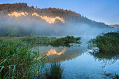 Oberriet, lake, Wichensteiner Seeli, Switzerland, Europe, canton St. Gallen, Rhine Valley, nature reserve, reed, morning fog, reflection