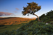 Tree, birch, cliff, Great Britain, Highland, highlands, scenery, landscape, nature, Scottish highlands, Scotland, summer, UK, vegetation, one, Scottish, sunny