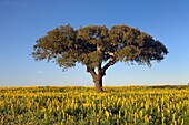 Cork oak tree Quercus suber in a blooming yellow Lupin field, Alentejo, Portugal