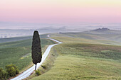 Rural road with lonely cypress tree leading to the Farmhouse, Corsano, Siena province, Tuscany, Italy.