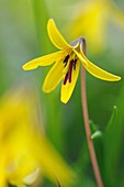 Trout lily/Dogtooth violet Erythronium americanum