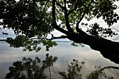 Maple tree overhanging shoreline of Kagawong Lake
