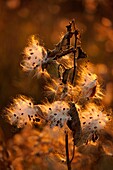 Common milkweed Asclepias syriaca Bursting seed pods Manitoulin Island, Ontario