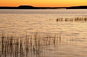 Reedbeds on Lake Mindemoya at sunrise Mindemoya Manitoulin Island Ontario