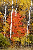 Red maple in autumn colour among aspen trees Greater Sudbury Ontario
