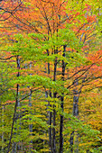 Autumn foliage in the forest at the Chimneys Picnic Area, Great Smoky Mountains NP, Tennessee, USA.