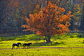 Horses in a pasture in Cades Cove in the evening, Great Smoky Mountains NP, Tennessee, USA.