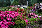 A rhododendron nursery near Tillamook, Oregon, USA.