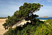 Sabina, Juniperus Phoenicea, Playas de Comte, comte beach Sant Antoni de Portmany Ibiza Spain Illes Balears