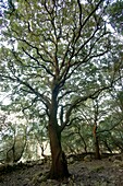 Oak, Quercus ilex Biniforani forest Bunyola Mallorca Balearic Islands Spain