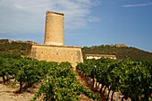 Ecological bio vineyards of the winery Jaume Mesquida Porreres Es Pla Mallorca Illes Balears Spain