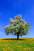 pear tree in blossom, spring, Switzerland