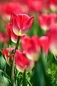 Tulip, Tulipa, Tulpe, Insel Mainau, Isle of Mainau, Konstanz, Germany