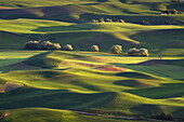 Rolling hills of green wheat fields seen from Steptoe Butte, the Palouse region of the Inland Empire of Washington.