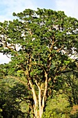 Erythrina poeppigiana, Parque Nacional Yacambu, Lara, Venezuela