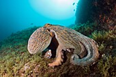 Common Octopus over Reef, Octopus vulgaris, Cap de Creus, Costa Brava, Spain