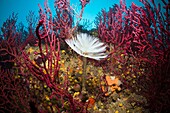 Spiral Tube Worm in Coral Reef, Spirographis spallanzani, Cap de Creus, Costa Brava, Spain