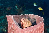 Grouper inside Barrel Sponge, Cephalopholis sp , Xestospongia testudinaria, Amed, Bali, Indonesia