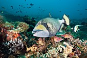 Titan Triggerfish, Balistoides viridescens, Amed, Bali, Indonesia