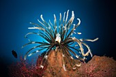 Featherstar in Coral Reef, Comantheria sp , Alam Batu, Bali, Indonesia